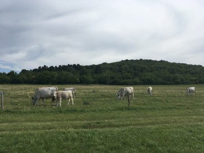 magyar vidék szarvasmarhákkal