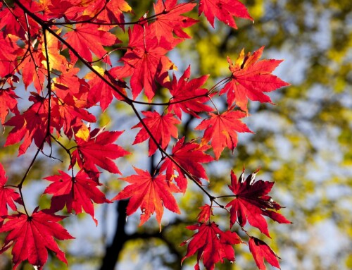 Don’t Miss These October Events in Budapest