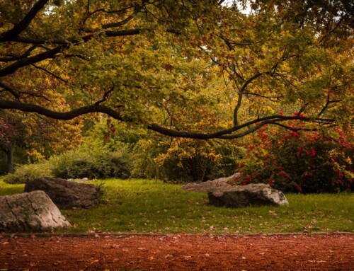 Autumn Walks in Budapest: Best Routes for Fall Scenery